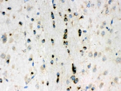Invitrogen LUM Polyclonal Antibody 100 &mu;g; Unconjugated:Antibodies,