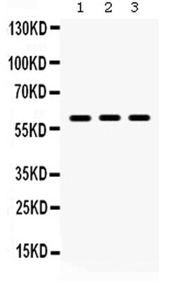Invitrogen LUM Polyclonal Antibody 100 &mu;g; Unconjugated:Antibodies,