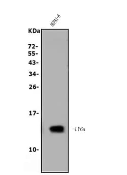 Invitrogen Ly-6A/E (Sca-1) Polyclonal Antibody 100 μg; Unconjugated:Antibodies,