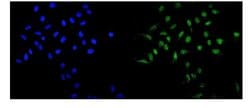 Invitrogen MAD1 Polyclonal Antibody 100 &mu;g; Unconjugated:Antibodies,