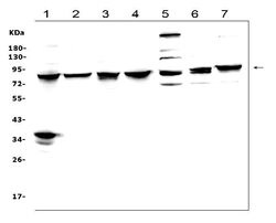 Invitrogen MAD1 Polyclonal Antibody 100 &mu;g; Unconjugated:Antibodies,