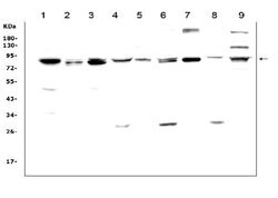 Invitrogen MAD1 Polyclonal Antibody 100 &mu;g; Unconjugated:Antibodies,