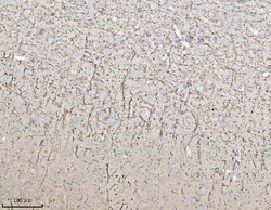 Invitrogen MAG Polyclonal Antibody 100 &mu;g; Unconjugated:Antibodies,