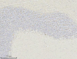 Invitrogen MAG Polyclonal Antibody 100 &mu;g; Unconjugated:Antibodies,