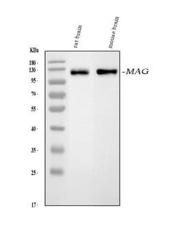 Invitrogen MAG Polyclonal Antibody 100 &mu;g; Unconjugated:Antibodies,