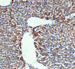 Invitrogen MAOB Polyclonal Antibody 100 &mu;g; Unconjugated:Antikroppar