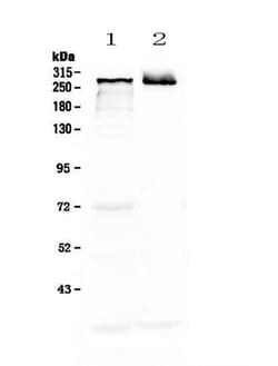 Invitrogen MAP2 Polyclonal Antibody 100 &mu;g; Unconjugated:Antibodies,
