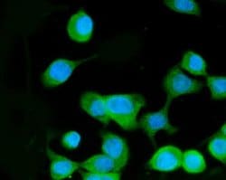 Invitrogen MEK3 Polyclonal Antibody 100 &mu;g; Unconjugated:Antibodies,