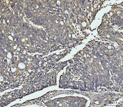 Invitrogen MEK3 Polyclonal Antibody 100 &mu;g; Unconjugated:Antibodies,