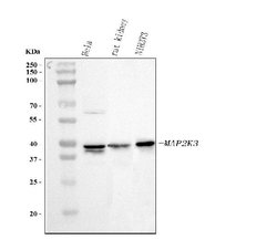 Invitrogen MEK3 Polyclonal Antibody 100 &mu;g; Unconjugated:Antibodies,