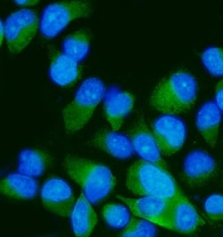 Invitrogen MKK7 Polyclonal Antibody 100 &mu;g; Unconjugated:Antibodies,
