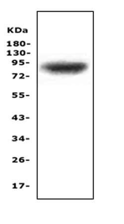Invitrogen ZAK Polyclonal Antibody 100 &mu;g; Unconjugated:Antibodies,