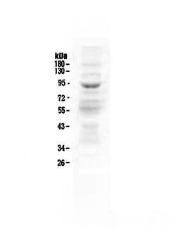 Invitrogen ZAK Polyclonal Antibody 100 &mu;g; Unconjugated:Antibodies,