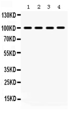 Invitrogen ERK3 Polyclonal Antibody 100 &mu;g; Unconjugated:Antibodies,