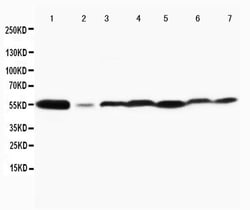 Invitrogen JNK1/JNK2 Polyclonal Antibody 100 &mu;g | Buy Online | Invitrogen&trade; | Fisher Scientific