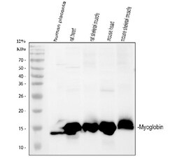 Invitrogen Myoglobin Polyclonal Antibody 100 &mu;g; Unconjugated:Antibodies,