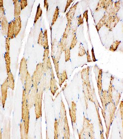Invitrogen Myoglobin Polyclonal Antibody 100 &mu;g; Unconjugated:Antibodies,