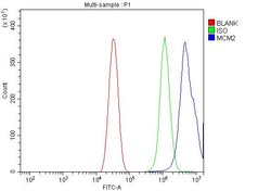 Invitrogen MCM2 Polyclonal Antibody 100 &mu;g; Unconjugated:Antibodies,