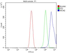 Invitrogen MCM2 Polyclonal Antibody 100 &mu;g; Unconjugated:Antibodies,