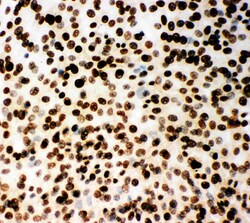 Invitrogen MCM2 Polyclonal Antibody 100 &mu;g; Unconjugated:Antibodies,