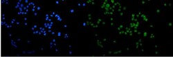Invitrogen MCM2 Polyclonal Antibody 100 &mu;g; Unconjugated:Antibodies,