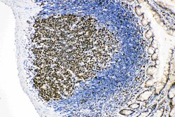 Invitrogen MCM2 Polyclonal Antibody 100 &mu;g; Unconjugated:Antibodies,