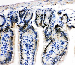 Invitrogen MCM2 Polyclonal Antibody 100 &mu;g; Unconjugated:Antibodies,