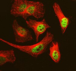 Invitrogen MCM3 Polyclonal Antibody 100 &mu;g; Unconjugated:Antibodies,