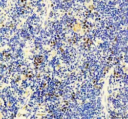 Invitrogen MCM3 Polyclonal Antibody 100 &mu;g; Unconjugated:Antibodies,