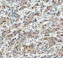 Invitrogen MCM3 Polyclonal Antibody 100 &mu;g; Unconjugated:Antibodies,