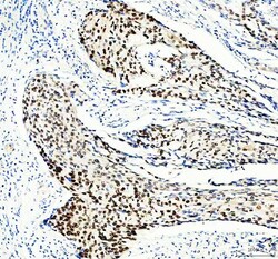 Invitrogen MCM3 Polyclonal Antibody 100 &mu;g; Unconjugated:Antibodies,