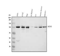 Invitrogen MCM3 Polyclonal Antibody 100 &mu;g; Unconjugated:Antibodies,