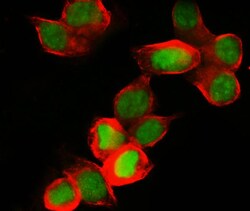 Invitrogen MCM7 Polyclonal Antibody 100 &mu;g; Unconjugated:Anticorps,