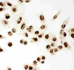 Invitrogen MCM7 Polyclonal Antibody 100 &mu;g; Unconjugated:Antibodies,