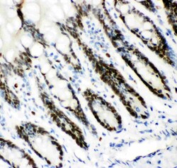 Invitrogen MCM7 Polyclonal Antibody 100 &mu;g; Unconjugated:Antibodies,