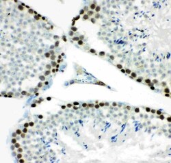 Invitrogen MCM7 Polyclonal Antibody 100 &mu;g; Unconjugated:Antibodies,