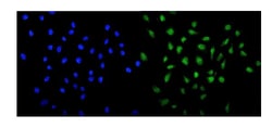 Invitrogen MED13 Polyclonal Antibody 100 &mu;g; Unconjugated:Antibodies,