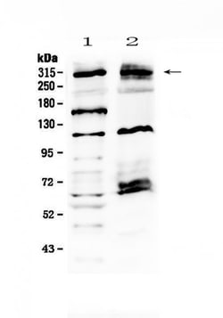 Invitrogen MED13 Polyclonal Antibody 100 &mu;g; Unconjugated:Antibodies,