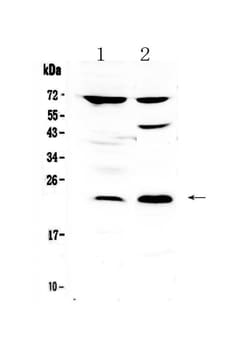 Invitrogen TRFP Polyclonal Antibody 100 &mu;g | Buy Online | Invitrogen&trade; | Fisher Scientific