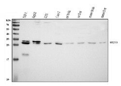 Invitrogen MED8 Polyclonal Antibody 100 &mu;g | Buy Online | Invitrogen&trade; | Fisher Scientific