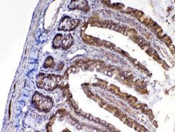 Invitrogen MED9 Polyclonal Antibody 100 &mu;g; Unconjugated:Antibodies,