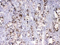 Invitrogen MED9 Polyclonal Antibody 100 &mu;g; Unconjugated:Antibodies,
