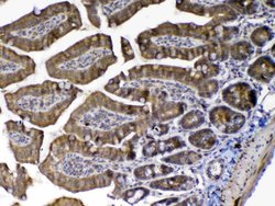 Invitrogen MED9 Polyclonal Antibody 100 &mu;g; Unconjugated:Antibodies,