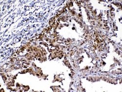 Invitrogen MED9 Polyclonal Antibody 100 &mu;g; Unconjugated:Antibodies,