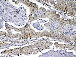 Invitrogen MED9 Polyclonal Antibody 100 &mu;g; Unconjugated:Antibodies,
