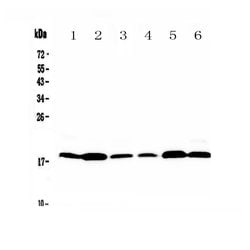 Invitrogen MED9 Polyclonal Antibody 100 &mu;g; Unconjugated:Antibodies,