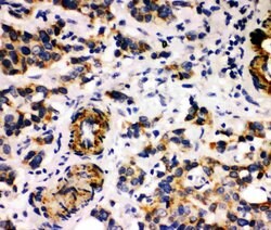 Invitrogen MFGE8 (Lactadherin) Polyclonal Antibody 100 &mu;g; Unconjugated:Antibodies,