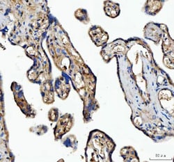 Invitrogen MFGE8 (Lactadherin) Polyclonal Antibody 100 &mu;g; Unconjugated:Antibodies,
