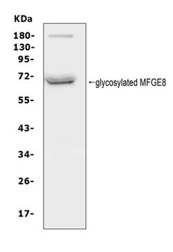 Invitrogen MFGE8 (Lactadherin) Polyclonal Antibody 100 &mu;g; Unconjugated:Antibodies,