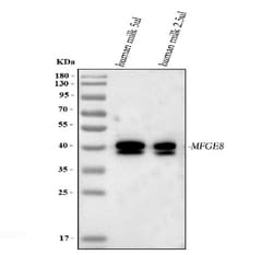 Invitrogen MFGE8 (Lactadherin) Polyclonal Antibody 100 &mu;g; Unconjugated:Antibodies,